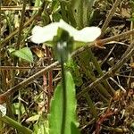 Viola arvensis Rinde