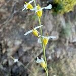 Crambe filiformis Blüte