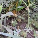 Ranunculus apiifolius Характер
