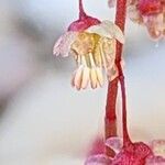 Rumex vesicarius Flower