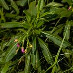 Talinum fruticosum Flower