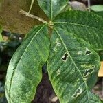 Calodendrum capense Leaf