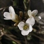 Arabis collina Flower