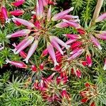 Erica ventricosa Flower