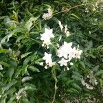 Jasminum officinale ᱵᱟᱦᱟ