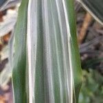 Dracaena fragrans Leaf