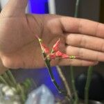 Euphorbia tithymaloides Цветок