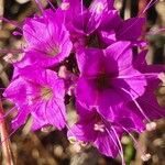 Commicarpus pedunculosus Květ