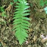 Dryopteris filix-mas 葉