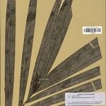 Bactris acanthocarpoides Folla