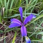Iris graminea ফুল