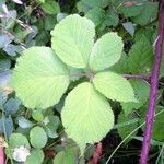 Rubus scabripes ഇല