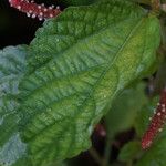 Acalypha arvensis Leaf