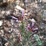 Thymus longiflorus Flower