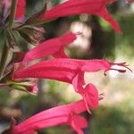 Salvia roemeriana Flor