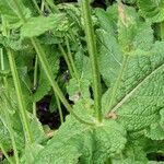 Salvia pratensis Blad