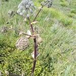 Angelica atropurpurea Цветок