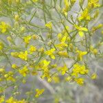 Gutierrezia microcephala Flor