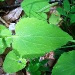 Doronicum pardalianches Leaf