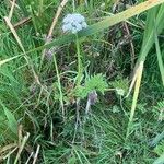 Oenanthe sarmentosa Flower