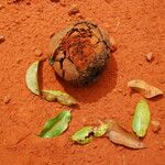 Irvingia excelsa Fruit