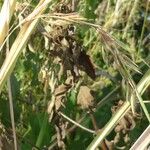 Themeda villosa പുഷ്പം