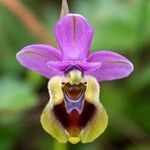 Ophrys tenthredinifera Fleur