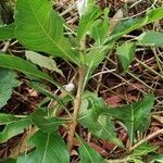 Gardenia ternifolia Blatt