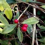 Rhamnus alaternus Fruit