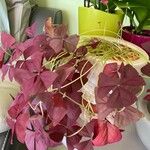 Oxalis triangularis पत्ता