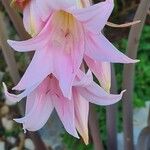 Amaryllis belladonna Floare