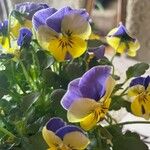 Viola × williamsii Flor