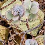 Kalanchoe marnieriana Листок