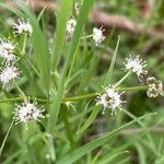 Sanicula europaea Flor
