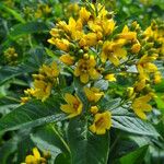 Lysimachia vulgaris Yaprak