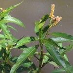 Persicaria senegalensis Folha