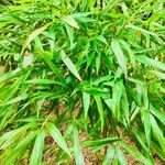 Phyllostachys edulis Folha