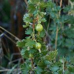 Ribes velutinum Fruto