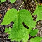 Liriodendron chinense Leaf