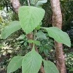 Plectranthus barbatus Leaf