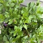 Dimorphotheca jucunda Yaprak