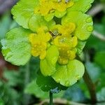 Chrysosplenium alternifolium Blüte