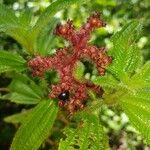 Miconia lacera Fruit