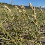 Panicum racemosum Flower