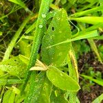 Sida hackettiana Leaf