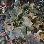 Populus x canadensis Frunză