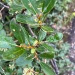 Salix planifolia Hoja