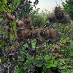 Arctium nemorosumFlor