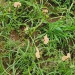 Commelina reptans ശീലം