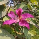 Bauhinia purpureaVirág